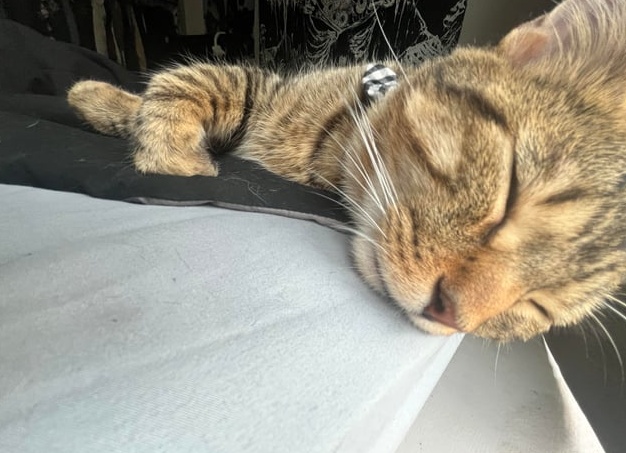 Бак видеть во сне мусорные баки